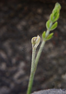 丁香,胚芽,天性