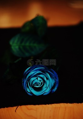 玫瑰,藍(lán)色,花卉