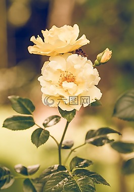 玫瑰,花,黃色