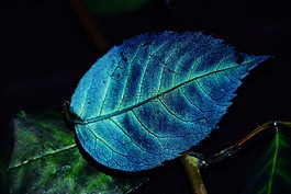 叶子,颜色,蓝色
