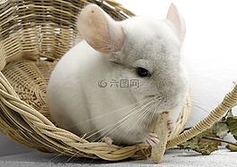 欽奇利亞,嚙齒動物,寵物