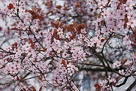 鮮花,櫻花,繁榮