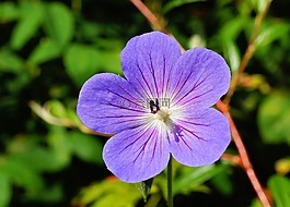 花,开花,蓝色