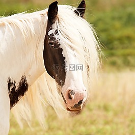 馬,動物,性質(zhì)