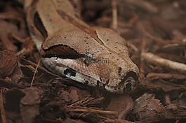蛇,動物園,動物