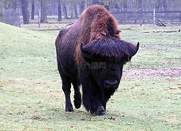 wisent,水牛,大