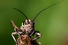 蝗蟲(chóng),昆蟲(chóng),動(dòng)物