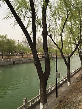 春天,流水,柳樹