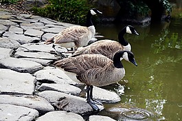 水禽,鵝,公園