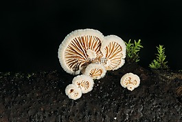 蘑菇,树菌,性质