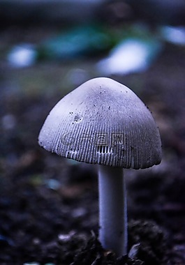 蘑菇,毒蕈,真菌