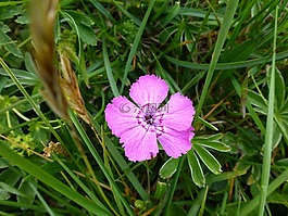 花,高山植物,关闭