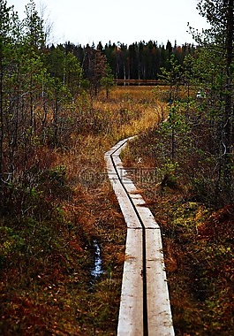 人行天橋,森林,路徑