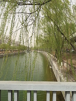 春天,綠色,柳樹