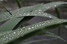 拖放,拖放水的,露滴