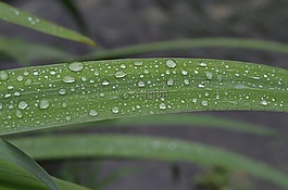 拖放,拖放水的,露滴