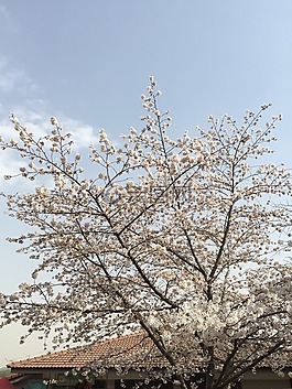 春天,春游,粉紅
