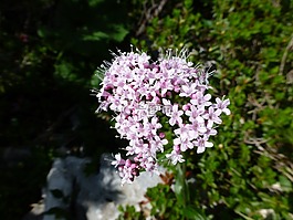 高山花卉,山,粉紅色