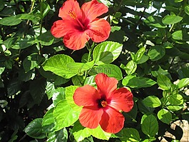 槿,花,树