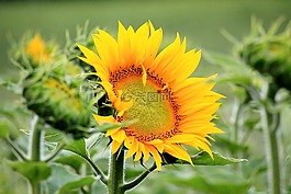 太陽(yáng)花,開(kāi)花,黃色