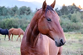 馬,動物,棕色
