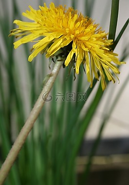 花,蒲公英,夏天