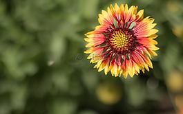 花,植物區(qū)系,自然