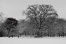 冬天,公園,樹