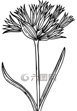 花,植物,野生