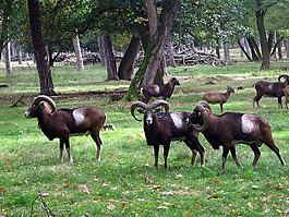 muflon,羊,山羊