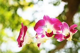 花,樹,自然
