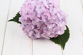 繡球,花,白
