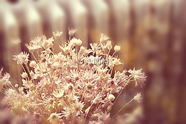 花卉,鮮花,干花