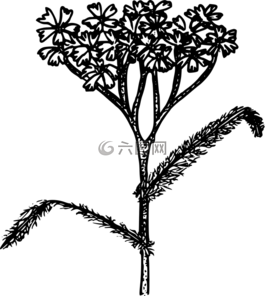 花,植物,野生