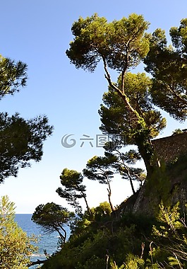 海岸松,松,海