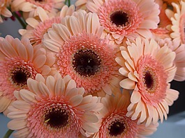 非洲菊,花,花商
