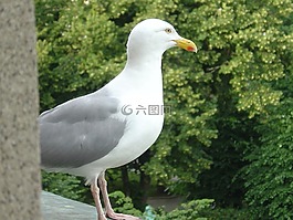 海鷗,鳥,關(guān)閉