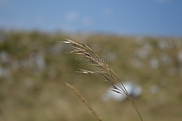 自然,小草,夏天