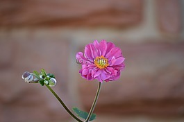 花,自然,植物區(qū)系