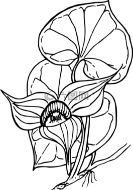 花,植物,野生