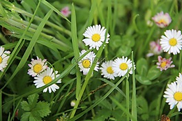雛菊,性質(zhì),花