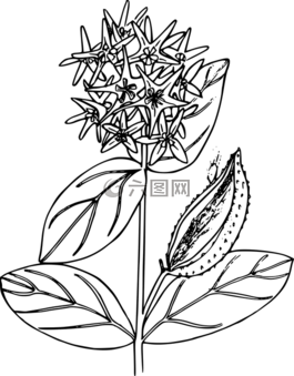 花,植物,野生