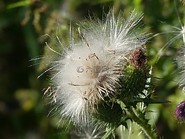 薊,蓬勃發(fā)展,蓬松