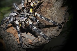 poecilotheria 芨,狼蛛,蜘蛛