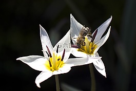 郁金香,白,蜜蜂