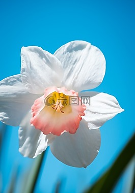 水仙,花,春天