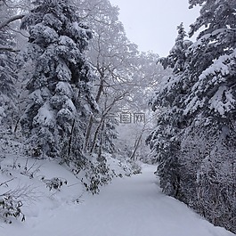 冬季,樅樹,雪