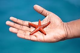 海星,手,動物
