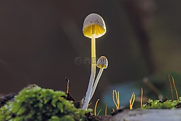 蘑菇,秋季,性質(zhì)
