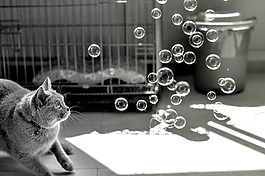 貓,氣泡,動物